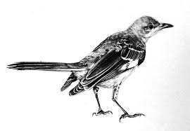 These trees typically have a straight trunk with the branches extending outward at right angles. Realistic Mockingbird Drawing Coloring Pages Color Luna