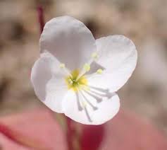 Image result for Eriospermum roseum