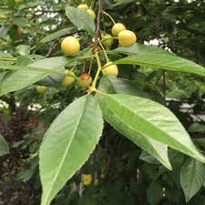 The canadian red cherry tree (prunus virginiana), also known as the chokecherry, is a member of the plum family native to the united states and canada. What Are Yellow Cherries Learn About Growing Yellow Cherry Trees