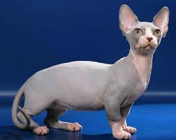 The bambino is relativly new and is considered a experimental breed. Beautiful Grey Bambino Cat Picture