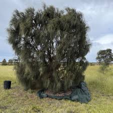 Image result for Casuarina verticillata