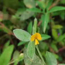 Image result for Rhynchosia holosericea