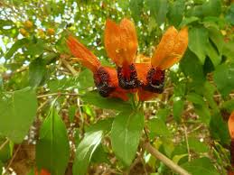 Image result for Ruttya fruticosa
