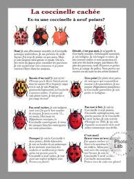 Les Coccinelles Un Point C Est Tout
