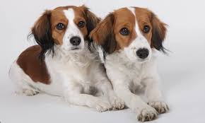 Het nederlandse kooikerhondje is oorspronkelijk gefokt om te kunnen werken in de eendenkooien. Kooikerhondje Of Placid Roses Kooikerhondje Welpen Vom Zuchter