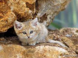 Llbwwb Bebe Chat Des Sables 2 Mois By Home77 Pascale Small Wild Cats Cats Sand Cat