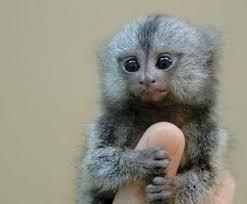 Someone posted footage chinese social media site tudou claiming they're selling the monkeys, but how they got the marmosets into the country is anybody's guess. Pygmy Marmoset Monkey For Sale Get A Pet