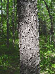 Image result for Prunus serotina