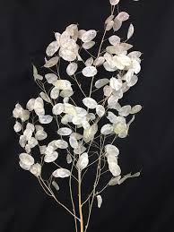 Monnaie Du Pape Lunaria Materiel D Art Floral Et Conseils Pour La Decoration Florale