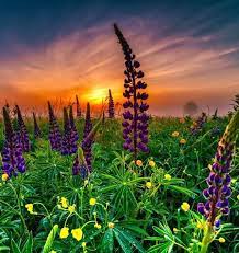 Friend beautiful flower good morning images. Good Morning Friend Kelly Garden Of Beautiful Flowers Facebook