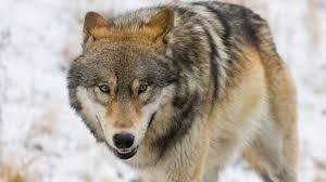 More than thirty subspecies of canis lupus have been recognized. Bbc Earth The Real Origin Of North America S Wolves