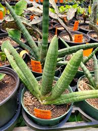 Image result for Sansevieria nilotica