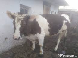 Transport gratis куплю коров быков лошадей транспорт беспатно ! Vaca Cu Vitea Holstein De Vanzare Adroa Zoo