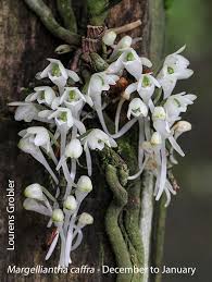 Image result for Tridactyle gentilii