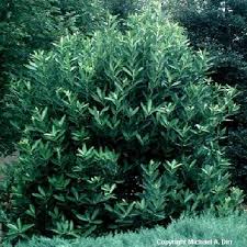 Maybe you would like to learn more about one of these? Japanese Anise Nursery Landscape Design Landscaping Plants Landscape Design