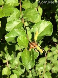 Image result for Grewia pachycalyx