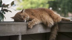 That will depend on your pet's specific allergies or you should discuss your cat's symptoms with your veterinarian before changing your pet's diet. What To Do If Your Pet Has Tummy Troubles Caroline Springs Veterinary Hospital