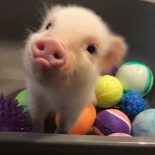 Clair The Moment I Met You I Swear I Felt As If Something Somewhere Had Happened To Me Which I Couldn T See An Cute Baby Pigs Pet Pigs Cute Baby Animals