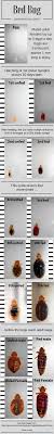 Bed Bug Identification Chart Use This Chart To Identify