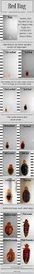 bed bug identification chart use this chart to identify