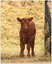 Calf Red Angus 2272011 Calves Baby Cows Cow