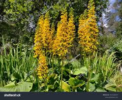 Image result for Ligularia sibirica