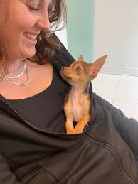 5 month old chihuahua's life at home