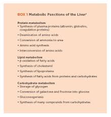 Image result for Liver Function Test