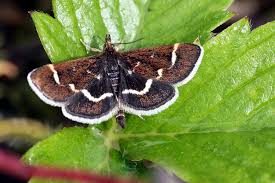 Image result for Pyrausta nigrata
