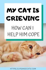 Pin On Cat Care Tips