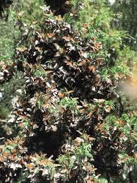 Monarch Butterflies Need More Than Milkweed Says New Study Photos Video Monarch Butterfly Study Photos Plants