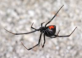 A spider's body latrodectus mactans (black widow) spends his entire life, patching and finishing the same web. Canada S Black Widow Melissa Ann Shepard Owlcation