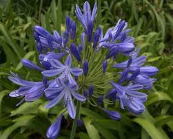 Pin On Agapanthus The Flower Of Love