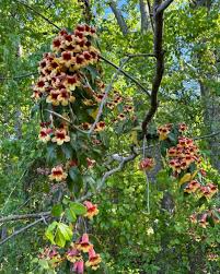 Image result for Bignoniaceae