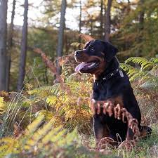 Check spelling or type a new query. Rottweiler Pdsa
