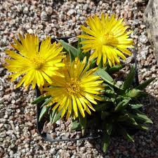 Image result for Hereroa glenensis