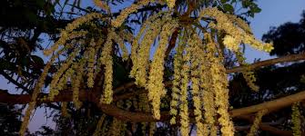 Image result for Uapaca nitida