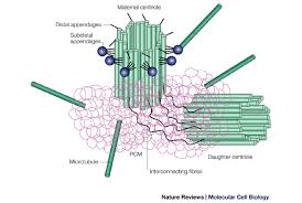 We did not find results for: Re Evaluating Centrosome Function Nature Reviews Molecular Cell Biology