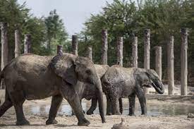 Welcome page at windsor safari park. Dubai Safari Which Animals Can You See When You Visit Going Out Gulf News