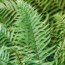 Image result for Dryopteris antarctica