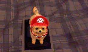 Nintendogs Cats Maxie With Super Mario S Hat By Magic Kristina Kw Deviantart Com On Deviantart Super Mario Hat Cats Cute Animals