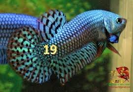 Alien blue has code 391020, alien steel blue code. Green Alien Betta For Sale Center Of Betta Fish For Sale