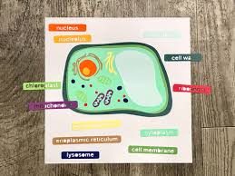 Animal Cell Model With Labels - Etsy