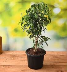 Image result for ficus benjamina en casa