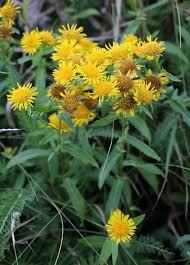 Image result for Pentanema