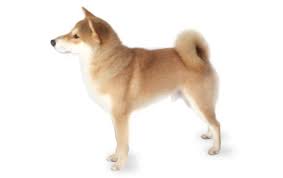 Kobe is smart, loving and enjoys attention and being held. Shiba Inu Dog Breed Information Pictures Characteristics Facts Dogtime