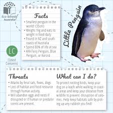 Today is penguin awareness day! Eco Schools Australia Did You Know Australia Is Home To The Smallest Penguin Species On The Planet The Little Penguin Also Known As The Fairy Penguin In Australia Blue Penguin In