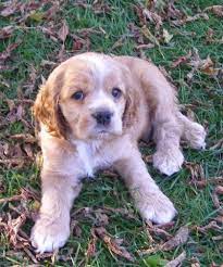 The american cocker spaniel is one of the most beautiful breed of dog. Akc Male Cocker Spaniel Puppy Hewitt Mn For Sale In Hewitt Minnesota Classified Americanlisted Com