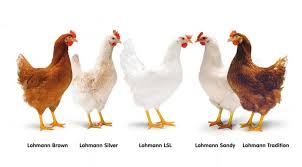 Maybe you would like to learn more about one of these? Tipe Dan Jenis Ayam Petelur Unggul Elinotes Review