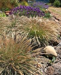 Image result for Scleria foliosa